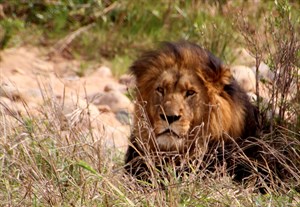 Lion Kruger National Park South Africa