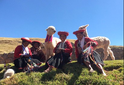 Alpaca Cusco Peru